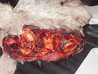 11. Tierheilpraktikerkongress in Frankfurt